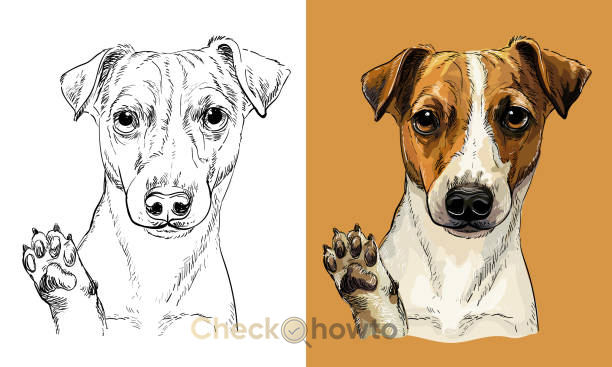 How to Draw a Dog